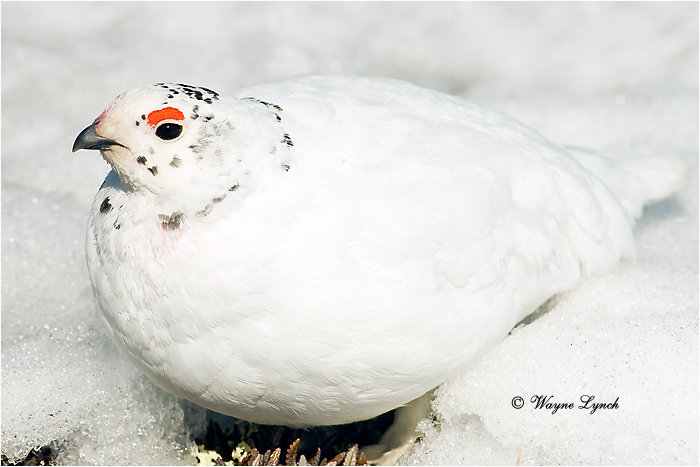 White-tailed Ptarmigan 108 by Dr. Wayne Lynch ©